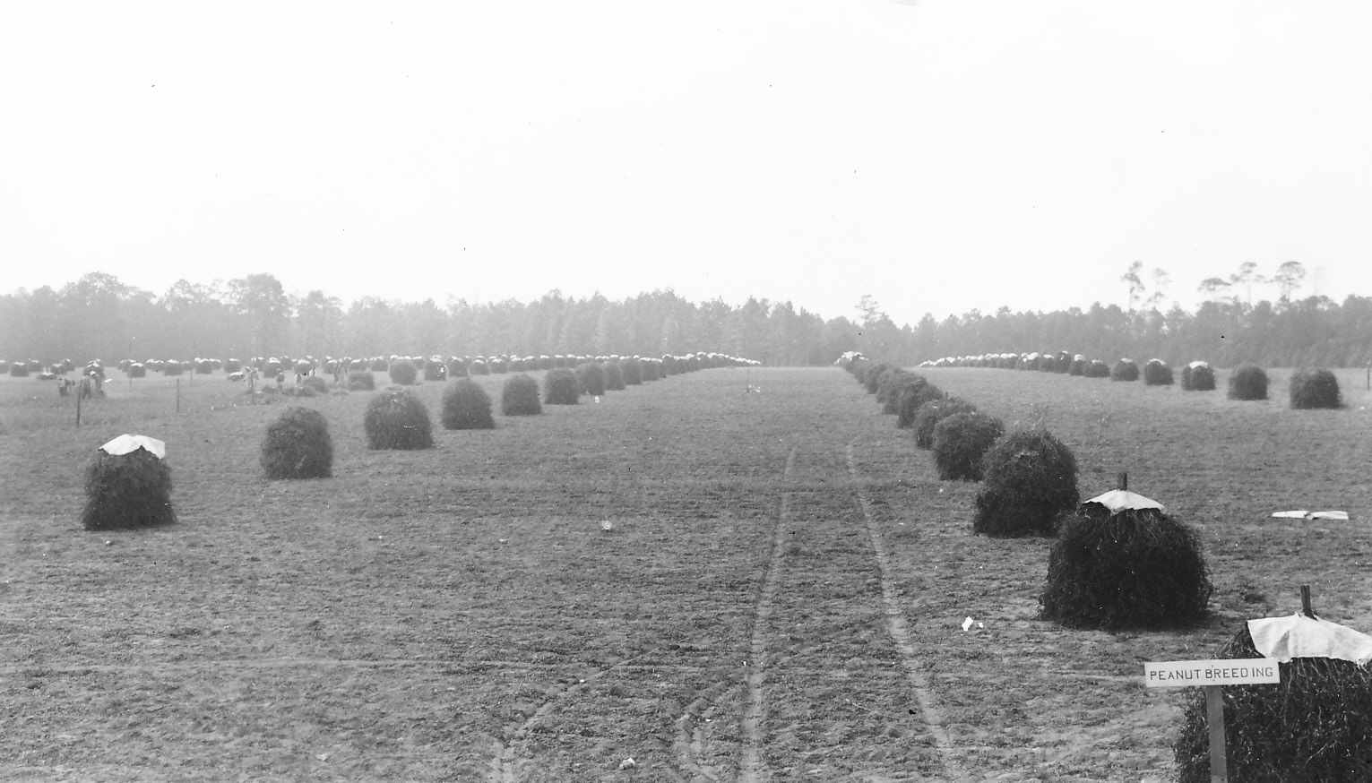 A black and white photo of a peanut field, marked by a sign "peanut breeding"