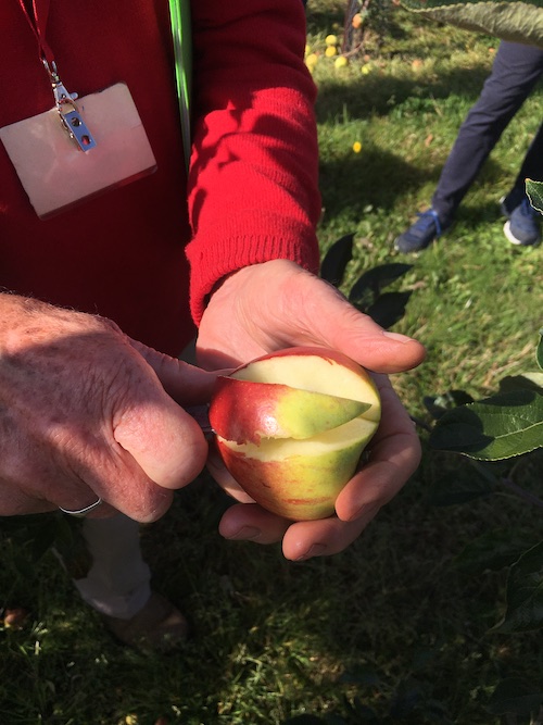 An apple being sliced