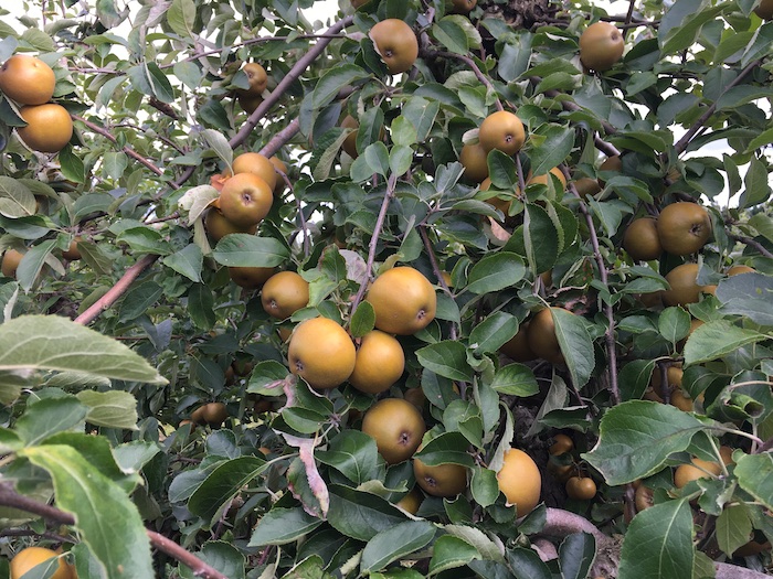 Golden apples on a tree