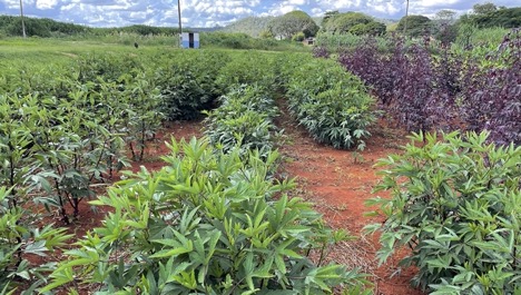 A mulched field with many green and purple shrubs in neat rows