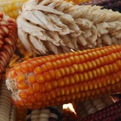 A photograph of maize cobs