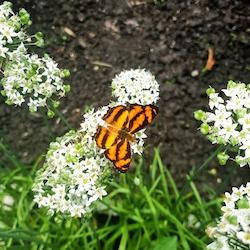 Photograph of a butterfly in Hitesh's garden