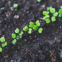 A picture of green seedlings on soil