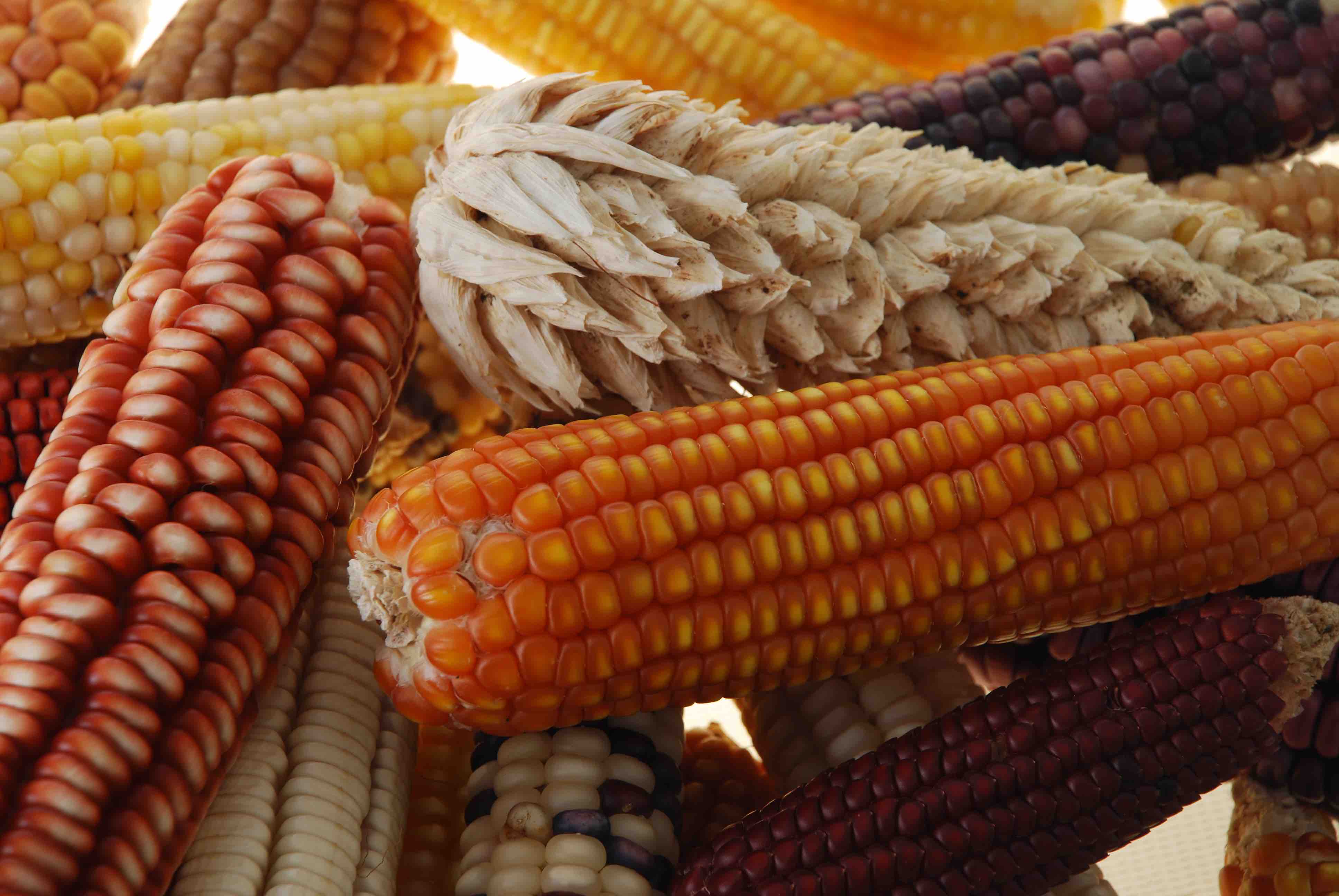 A photograph of maize cobs