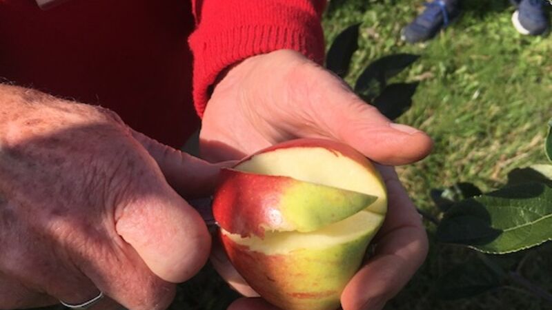 An apple being sliced
