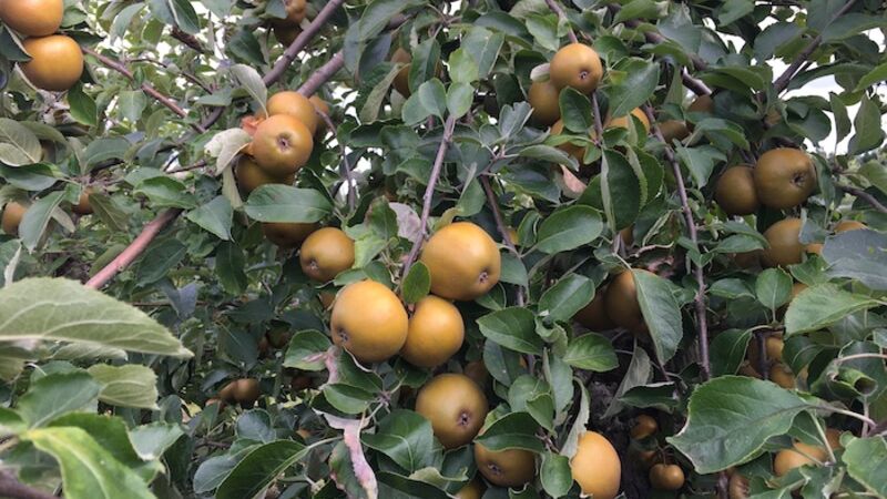 Golden apples on a tree