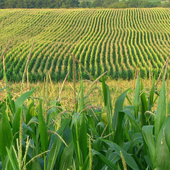 Rows of corn growing in an open field, with green leaves and golden tassels. Photo by Fishhawk, courtesy of Oregon State University