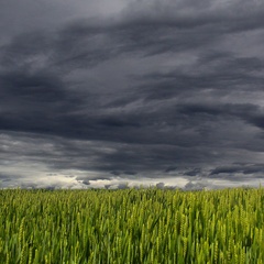 Dark clouds over a wheat field