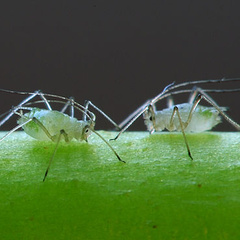 An image of two green aphids looking at one another against a black background