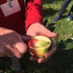 An apple being sliced