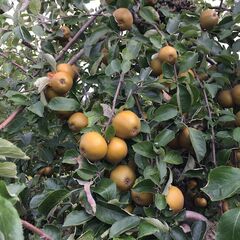 Golden apples on a tree