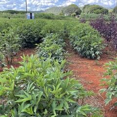 A mulched field with many green and purple shrubs in neat rows