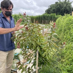 A man stands in a field gesturing towards a green leafy plant