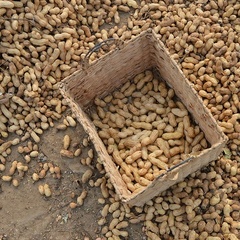 Peanuts in the shell, drying in and around a basket