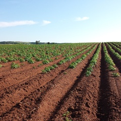 Rows of potatoes growing in a field, with exposed brown soil between the bushy green plants.