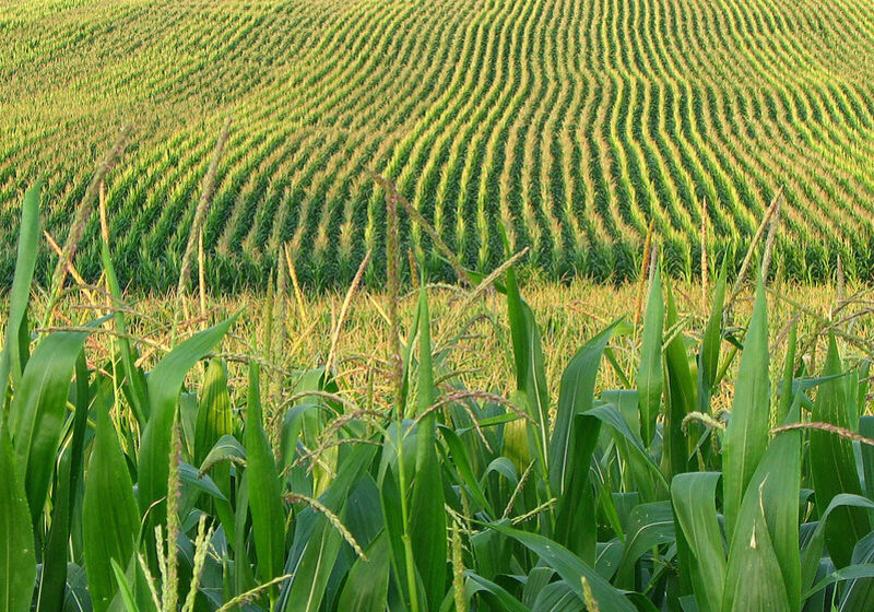 Rows of corn growing in an open field, with green leaves and golden tassels. Photo by Fishhawk, courtesy of Oregon State University