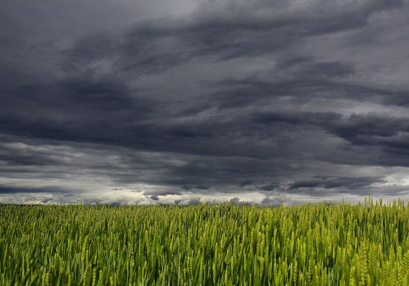 Dark clouds over a wheat field