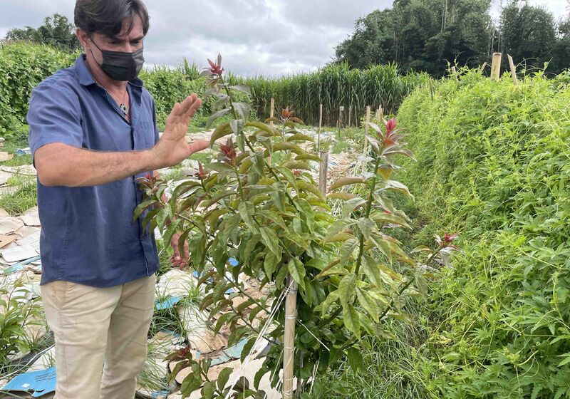 A man stands in a field gesturing towards a green leafy plant