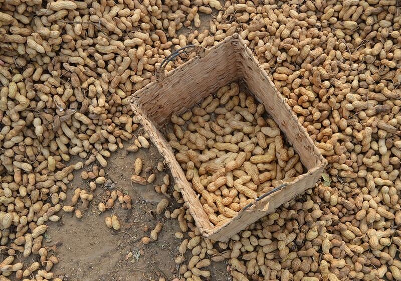 Peanuts in the shell, drying in and around a basket