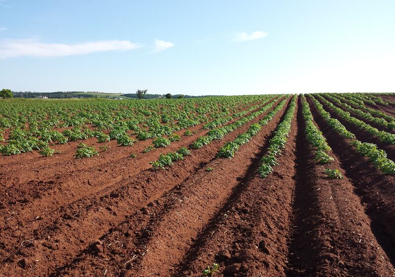 Rows of potatoes growing in a field, with exposed brown soil between the bushy green plants.