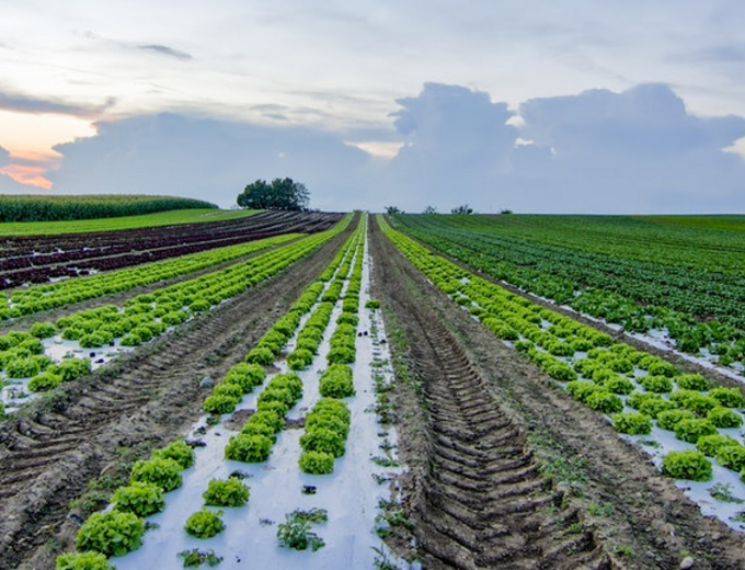 A field of lettuce next to a cornfield