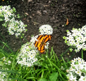 Photograph of a butterfly in Hitesh's garden