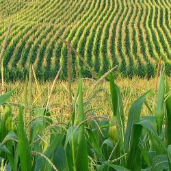 Rows of corn growing in an open field, with green leaves and golden tassels. Photo by Fishhawk, courtesy of Oregon State University