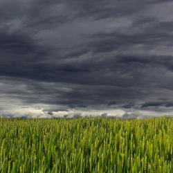 Dark clouds over a wheat field