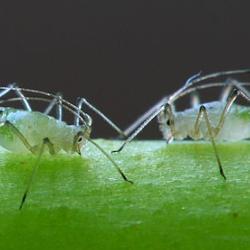 An image of two green aphids looking at one another against a black background