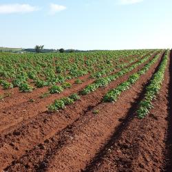 Rows of potatoes growing in a field, with exposed brown soil between the bushy green plants.