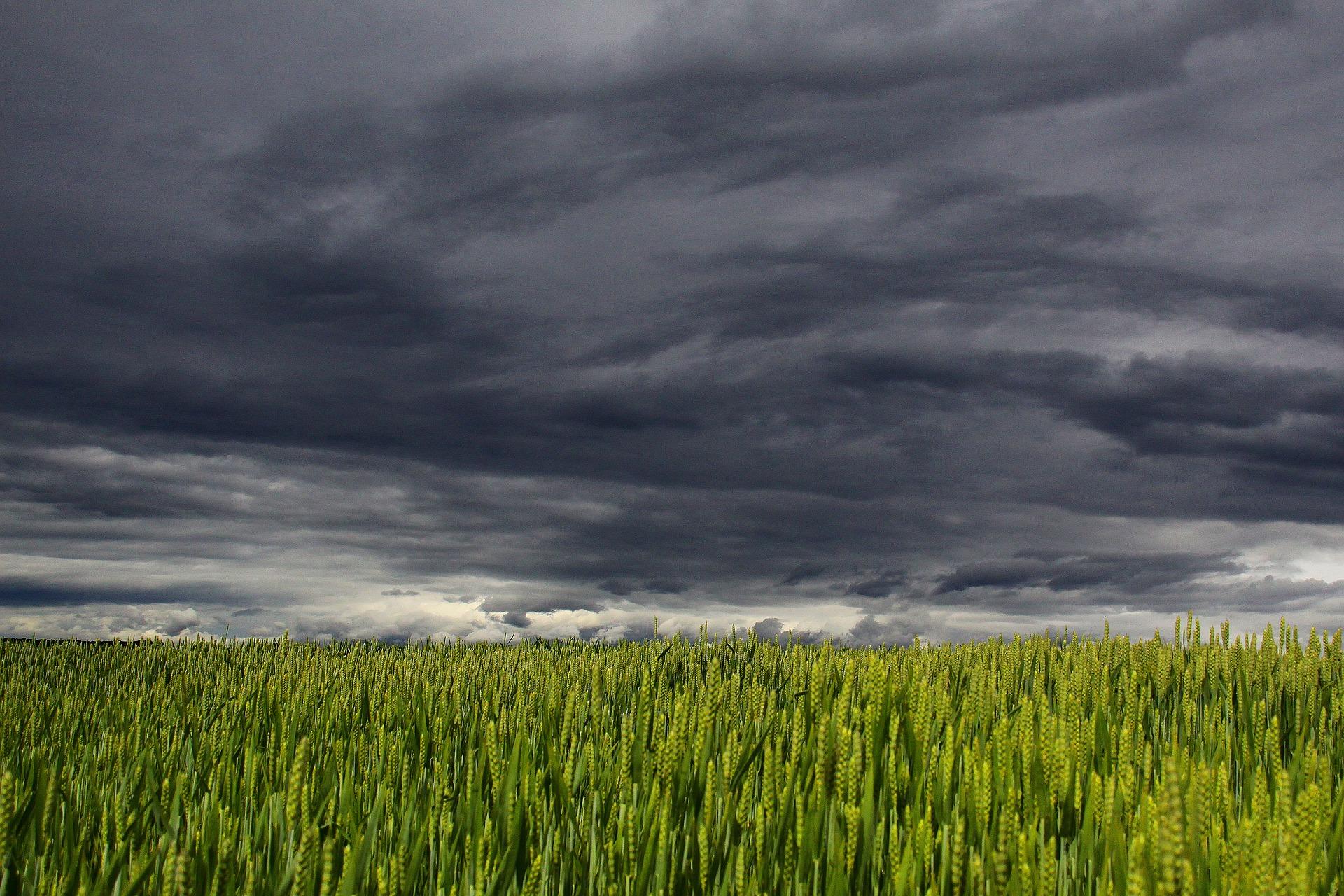Dark clouds over a wheat field