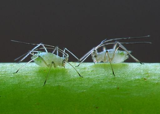 An image of two green aphids looking at one another against a black background