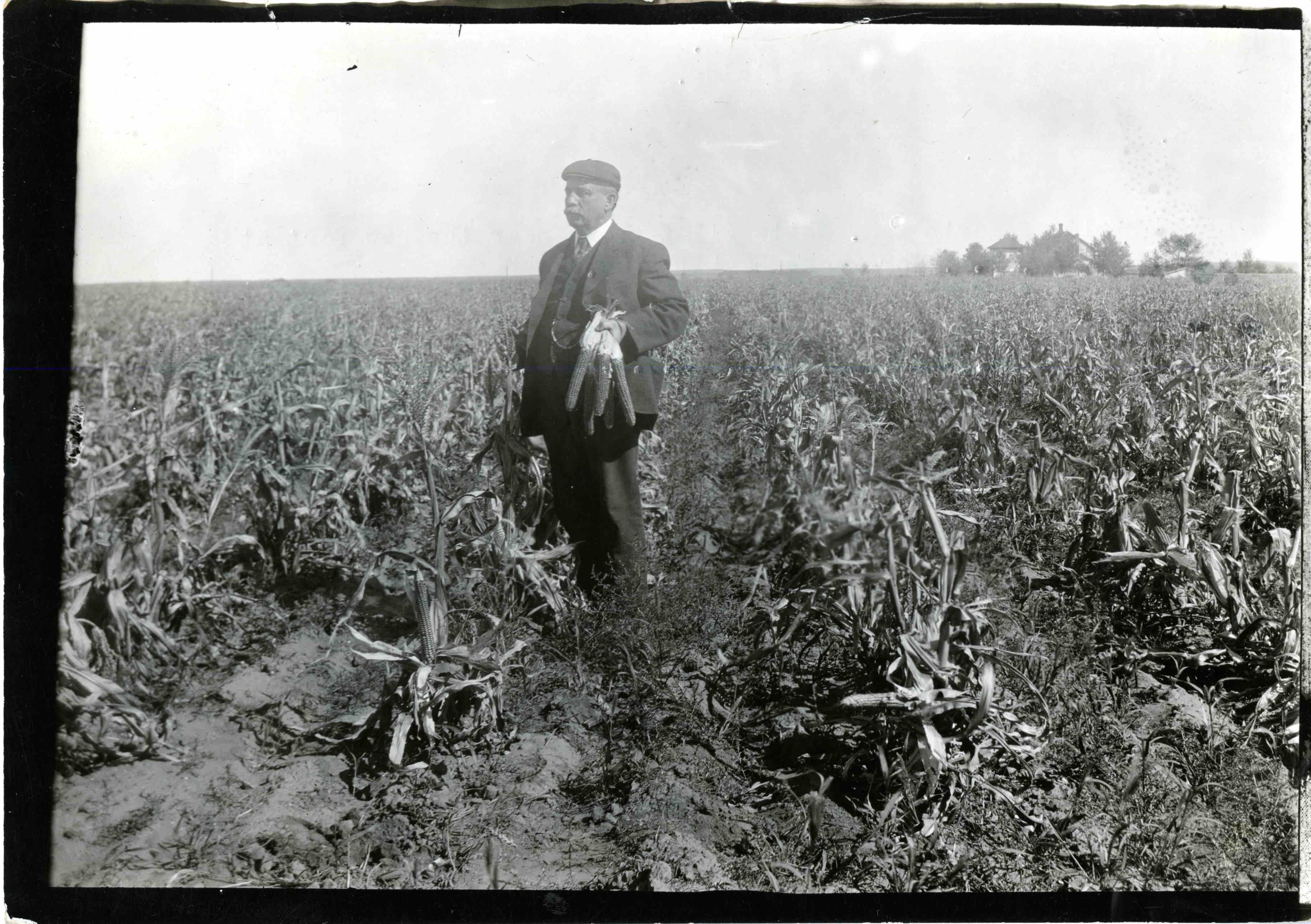 A black and white photo of a man standing in a field of corn, holding an ear of corn in his hands